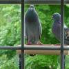 Примета: два голубя сели на подоконник — трактовка явления