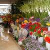 Подробный бизнес-план цветочного магазина